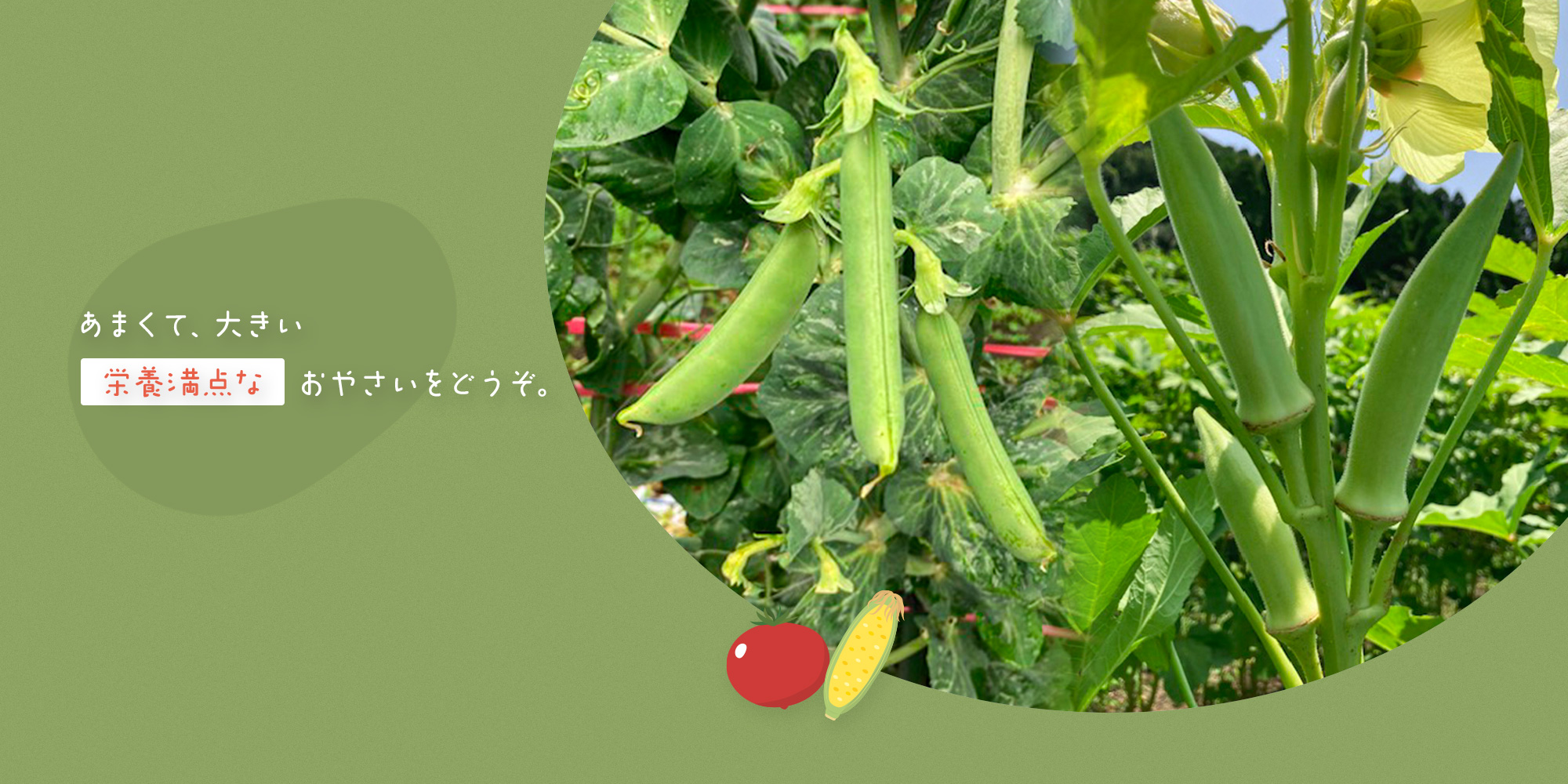 甘くて、大きい。栄養満点なお野菜をどうぞ。