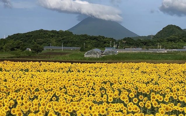 マツキアグリ